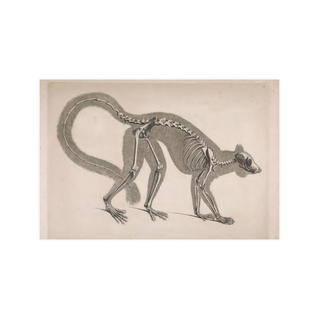 Lemur Skeleton Matte Poster - Vintage Animal Anatomy Wall Art for Home, Office & Classroom Decor - Perfect for Science Enthusiasts & Biology Lovers