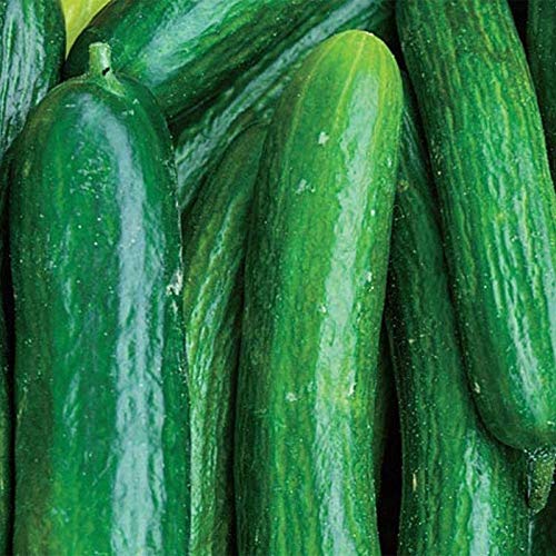 Organic Perseus Hybrid Cucumber Seeds - Non-GMO Heirloom Variety (25+ Seeds) for Home Vegetable Gardening, Fresh Salads & Pickling | High-Yield Cucumber Plants for Backyard Gardens & Containers