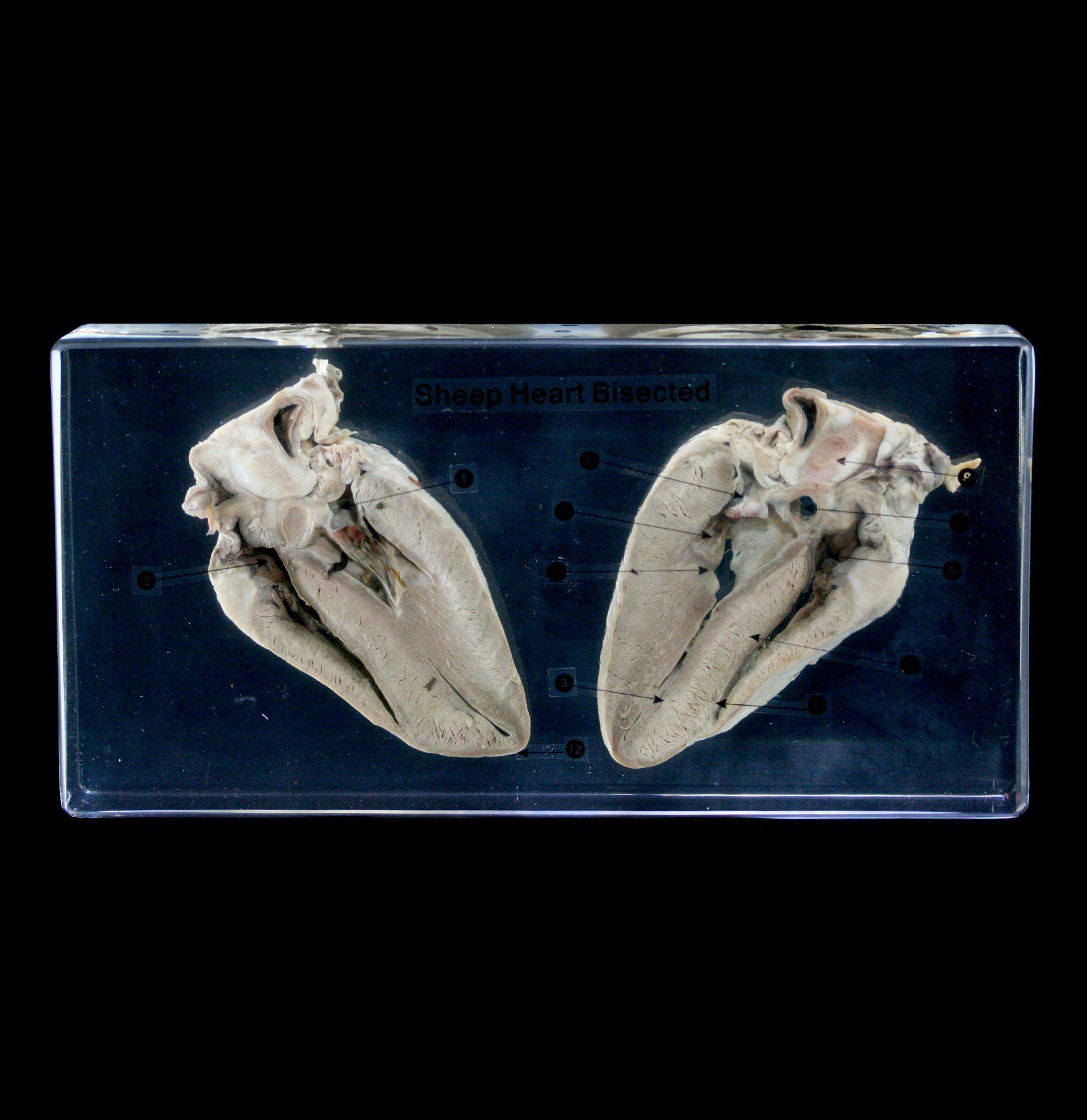 Sheep Heart Cross-Section Acrylic Block - Anatomical Specimen for Biology Education & Medical Study - Perfect for Classroom, Lab & Science Enthusiasts
