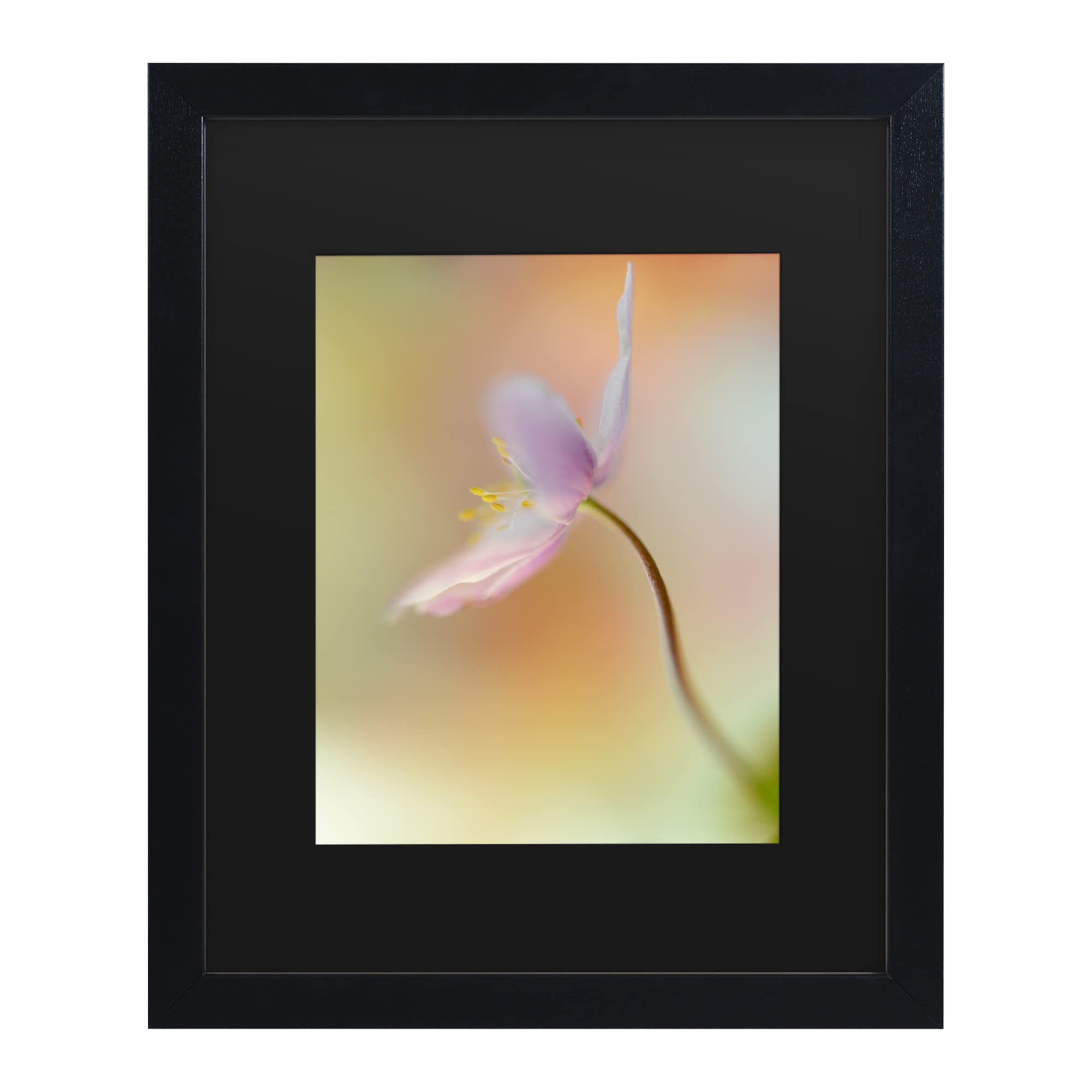 Heidi Westum 'Tender Spring Pink' Floral Canvas Wall Art Print - Modern Home Decor for Living Room, Bedroom & Office