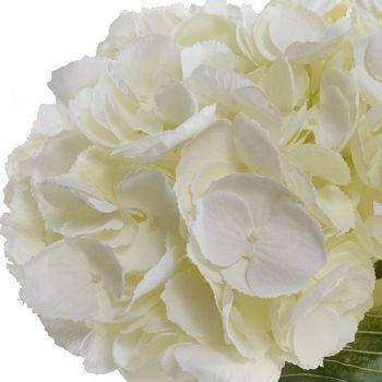 Elegant Cream Faux Hydrangea Floral Arrangement in Glass Cylinder Vase - Perfect for Home Decor, Wedding Centerpieces & Office Tabletop Decorations