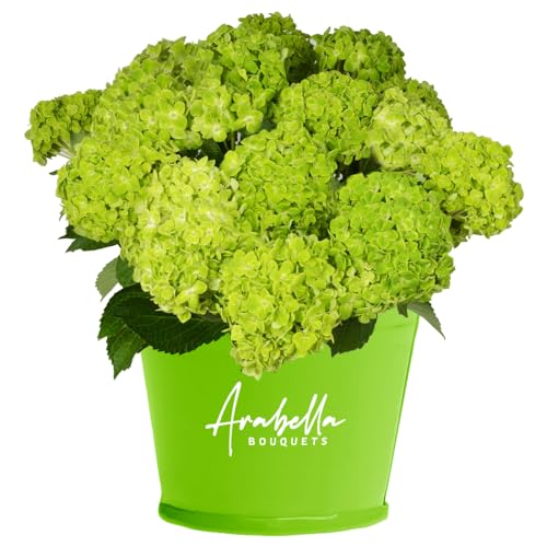 Emeral Green