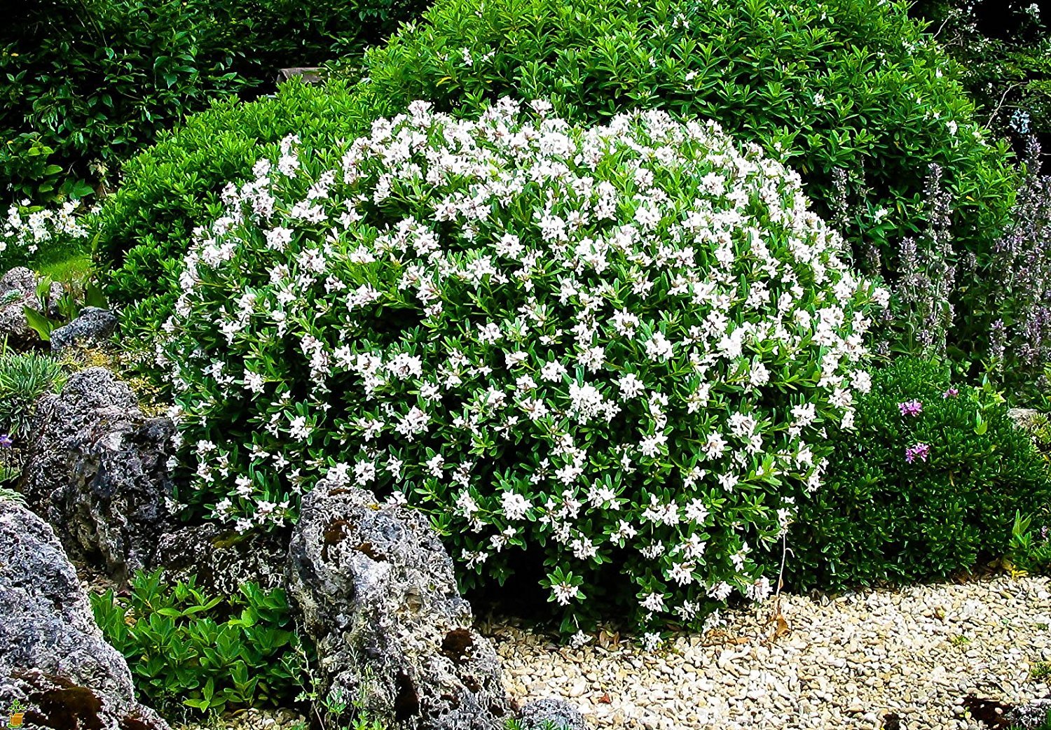 Frostproof Gardenia Jasminoides - 10 Live Plants for Outdoor Landscaping - Fragrant White Blooming Shrubs - Perfect for Garden Borders, Patio Decor & Aromatic Gardens