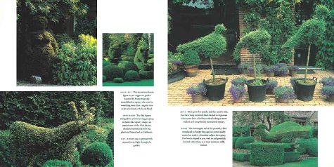 Topiary Plants for Sale - Expertly Trained & Shaped for Beautiful Home & Garden Decor | Perfect for Indoor & Outdoor Landscaping