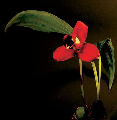 Botanica Magnifica: Stunning Portraits of the World's Most Extraordinary Flowers & Plants - Perfect for Home Decor, Botanical Art Lovers & Nature-Inspired Gifts
