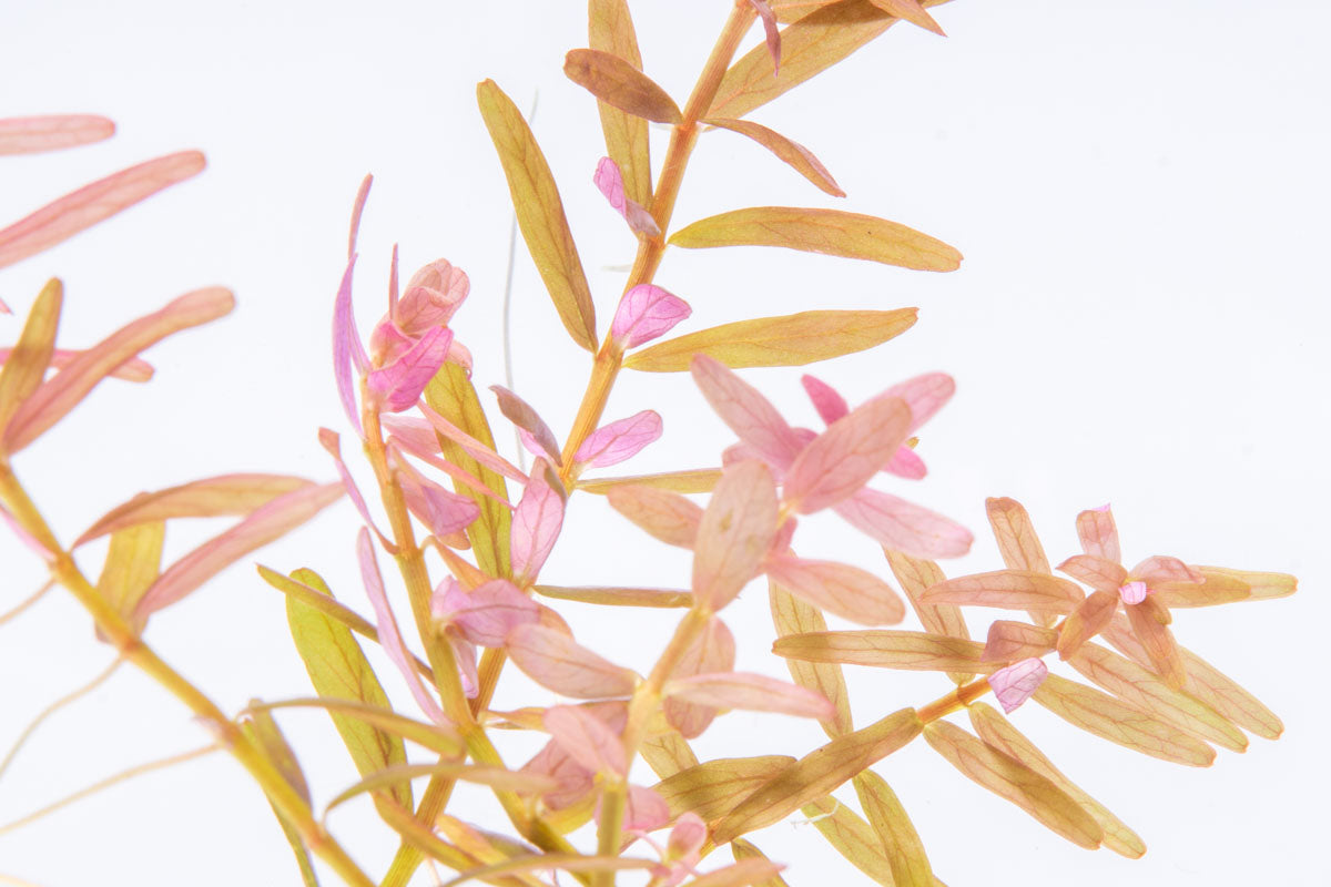 Rotala Coin Leaf Aquatic Plant for Freshwater Aquariums - Perfect for Aquascaping, Fish Tanks, and Planted Aquariums