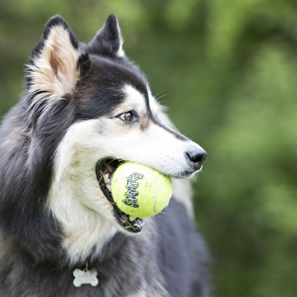 SqueakAir Interactive Dog Ball Toy - Durable Chew-Proof Fetch Toy for Small & Large Dogs - Perfect for Indoor & Outdoor Play, Training & Exercise