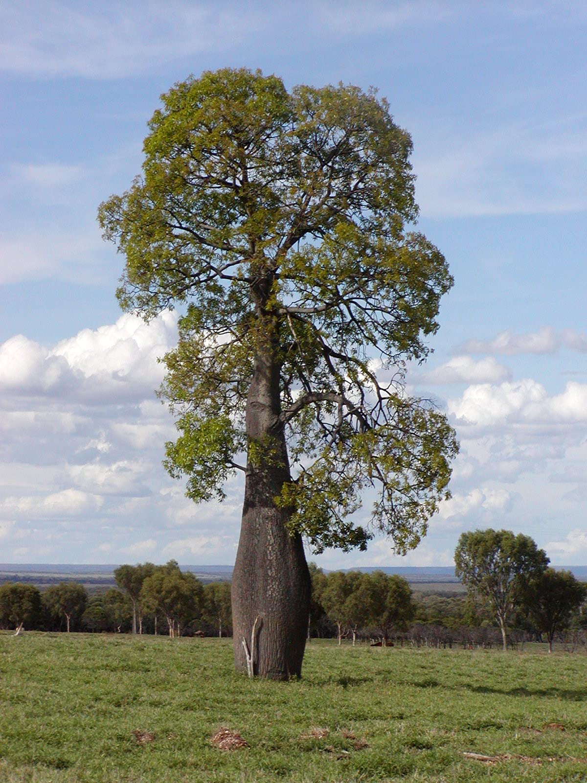 Brachychiton Rupestris - Queensland Bottle Tree Live Plant in 3 Gallon Pot | Rare Ornamental Tree for Landscaping & Drought-Tolerant Gardens | Perfect for Xeriscaping and Unique Home Decor