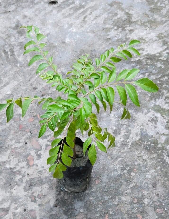 Organic Curry Leaf Plant (Kadi Patta) - Pack of 1 | Fresh & Healthy Murraya Koenigii Herb Plant for Cooking Indian Cuisine, Ayurvedic Remedies & Home Gardening
