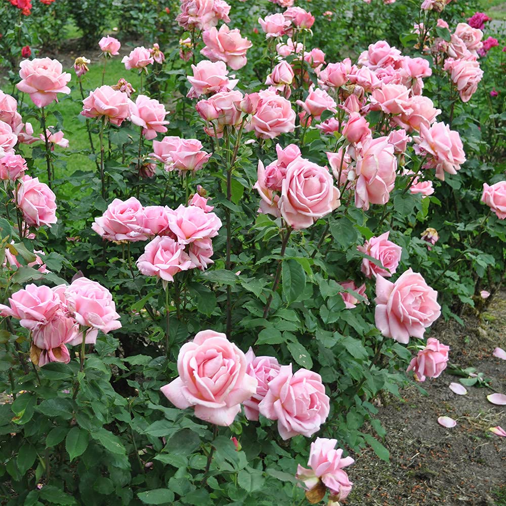 Heirloom Roses Tiffany Pink Hybrid Tea Rose Bush - Live Outdoor Planting Rose Plant for Gardens, Landscaping & Bouquets