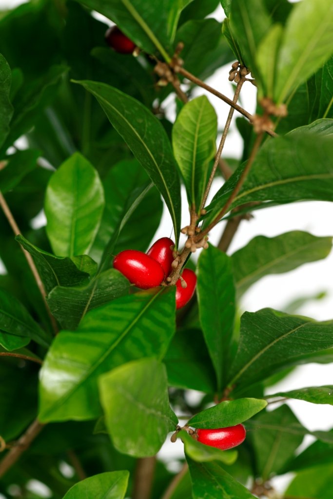 Miracle Fruit Plant (Synsepalum dulcificum) - 1 Gallon Pot | Sweet Flavor Enhancer | Perfect for Home Gardens, Indoor Plants & Tropical Landscaping