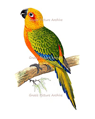 Gnosis Picture Archive Tropical Birds & Parrots Art Decor - Set of 6 Unframed Wall Art Prints for Living Room, Bedroom, Office & Home Decor