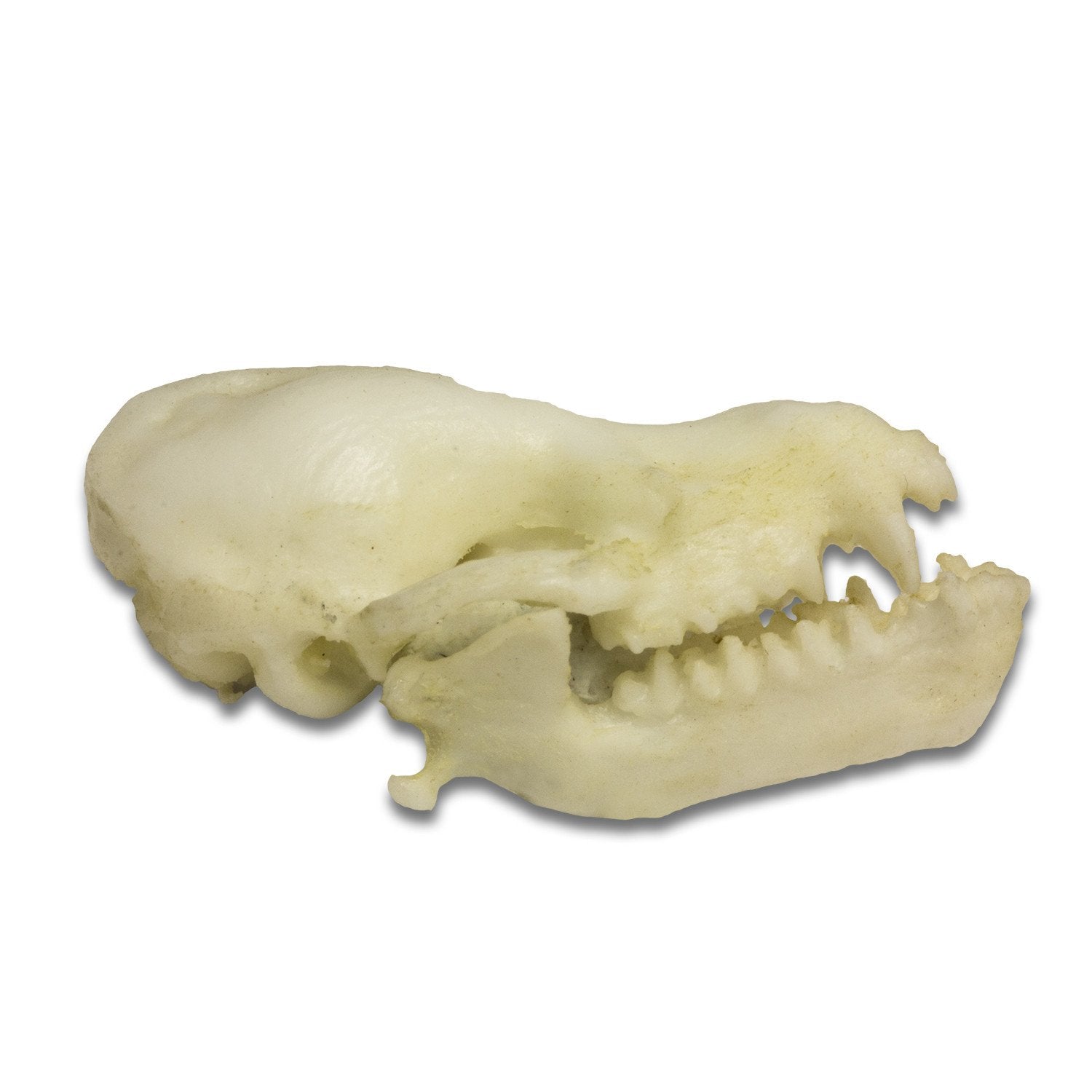 Authentic Replica Cave Myotis Bat Skull - High-Quality Collectible Specimen for Science Education, Halloween Decor & Gothic Home Decor
