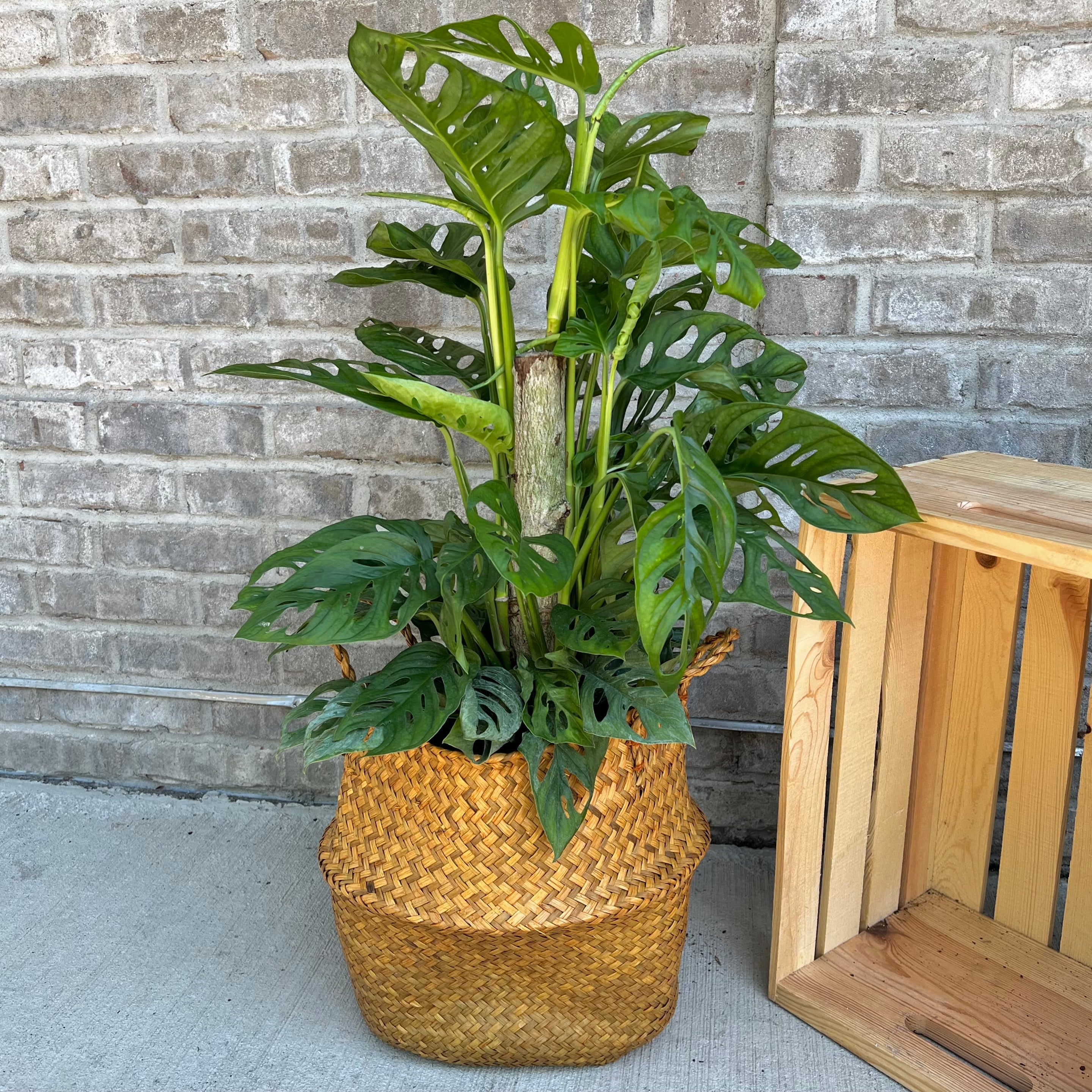 Monstera Adansonii Swiss Cheese Plant - Live Indoor Houseplant for Home Decor, Office & Garden - Easy Care Tropical Vine with Unique Leaf Holes