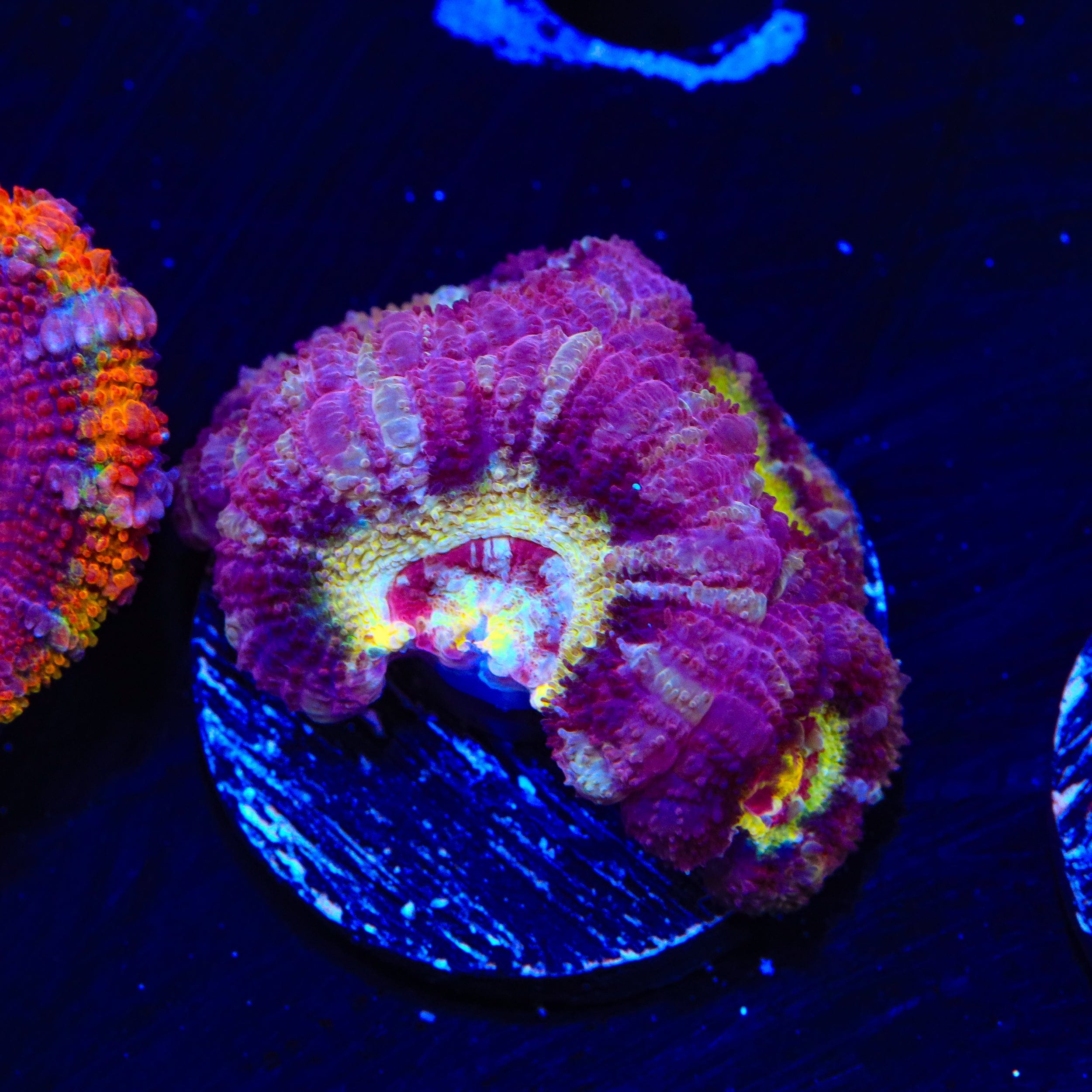 Premium Deep Water Acan Coral for Saltwater Aquariums - Vibrant Colors for Reef Tanks & Marine Displays