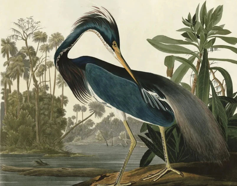Audubon Fine Art Prints - Premium Bird & Wildlife Wall Decor for Home & Office | Perfect for Nature Lovers & Interior Design