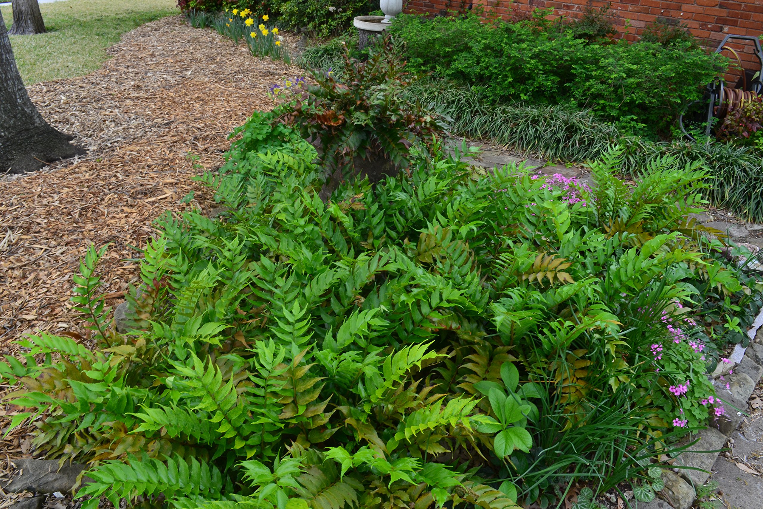 3 Japanese Holly Fern Plants (Cyrtomium Falcatum) in 4 Inch Pots - Shade Loving Indoor/Outdoor Houseplants for Home Decor, Office & Garden Landscaping