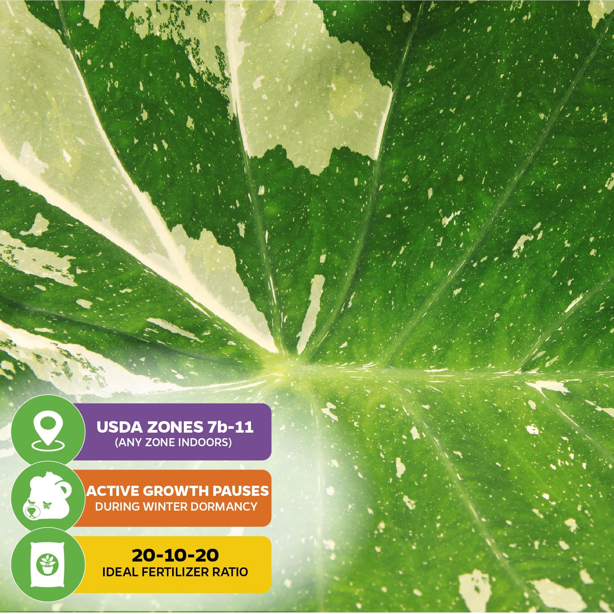 Live Colocasia Esculenta Elephant Ear Plant - Tropical Garden Bulbs for Outdoor Planting | Vibrant Foliage for Poolside Landscaping, Patio Decor & Backyard Gardens