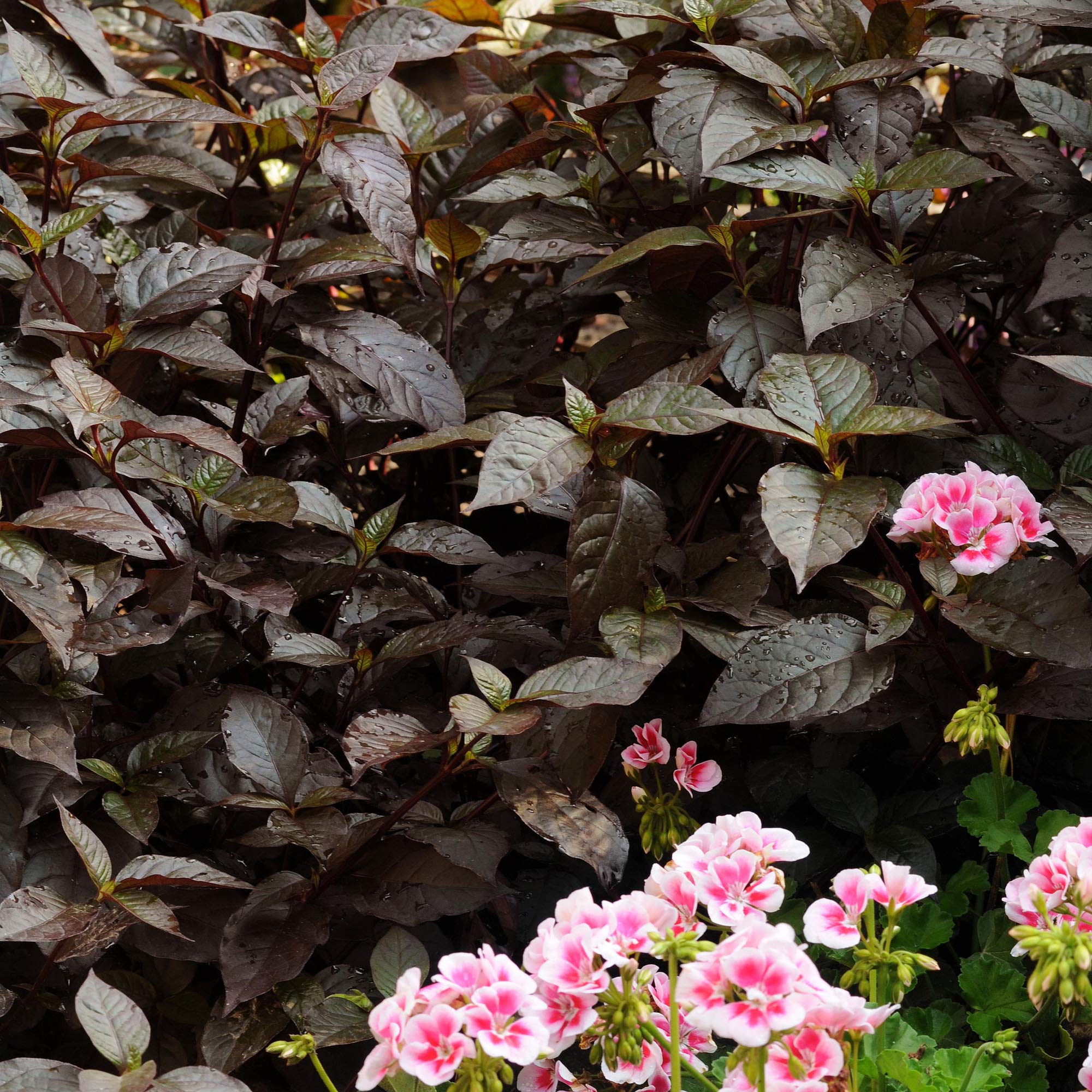 Outsidepride Alternanthera Purple Knight - 10 Garden Shrub Plant Seeds for Landscaping, Borders & Container Gardening