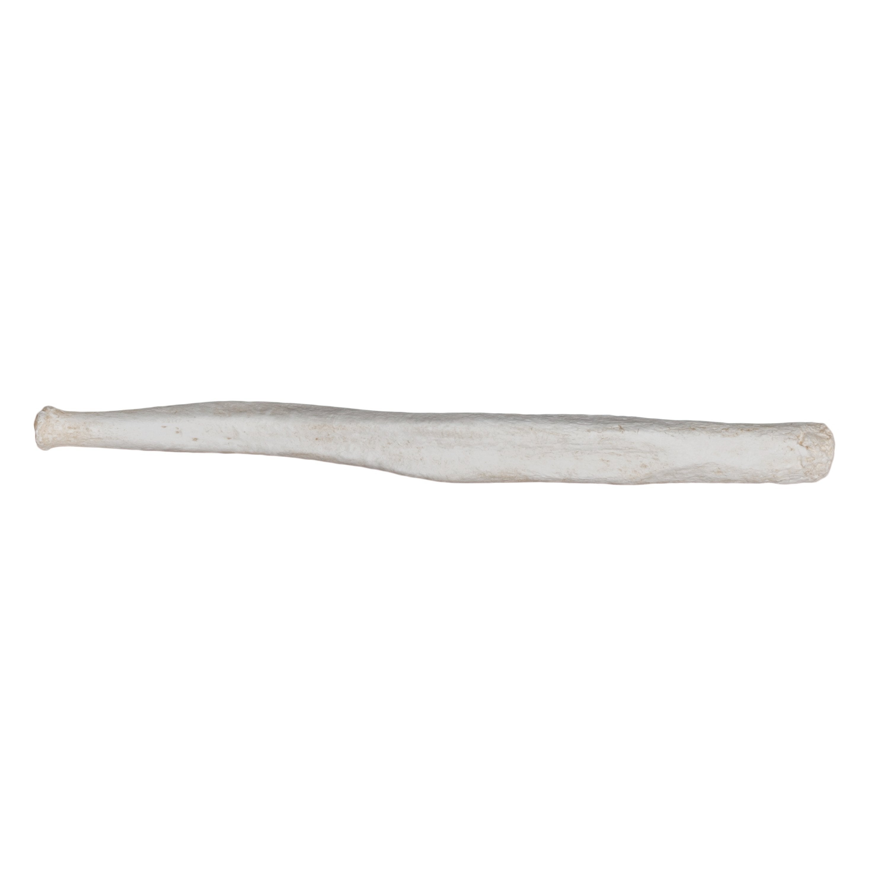 Authentic Replica Northern Elephant Seal Baculum - Realistic Bone Replica for Science Education, Museum Display & Wildlife Collectors - Perfect for Biology Classrooms, Taxidermy & Natural History Exhibits