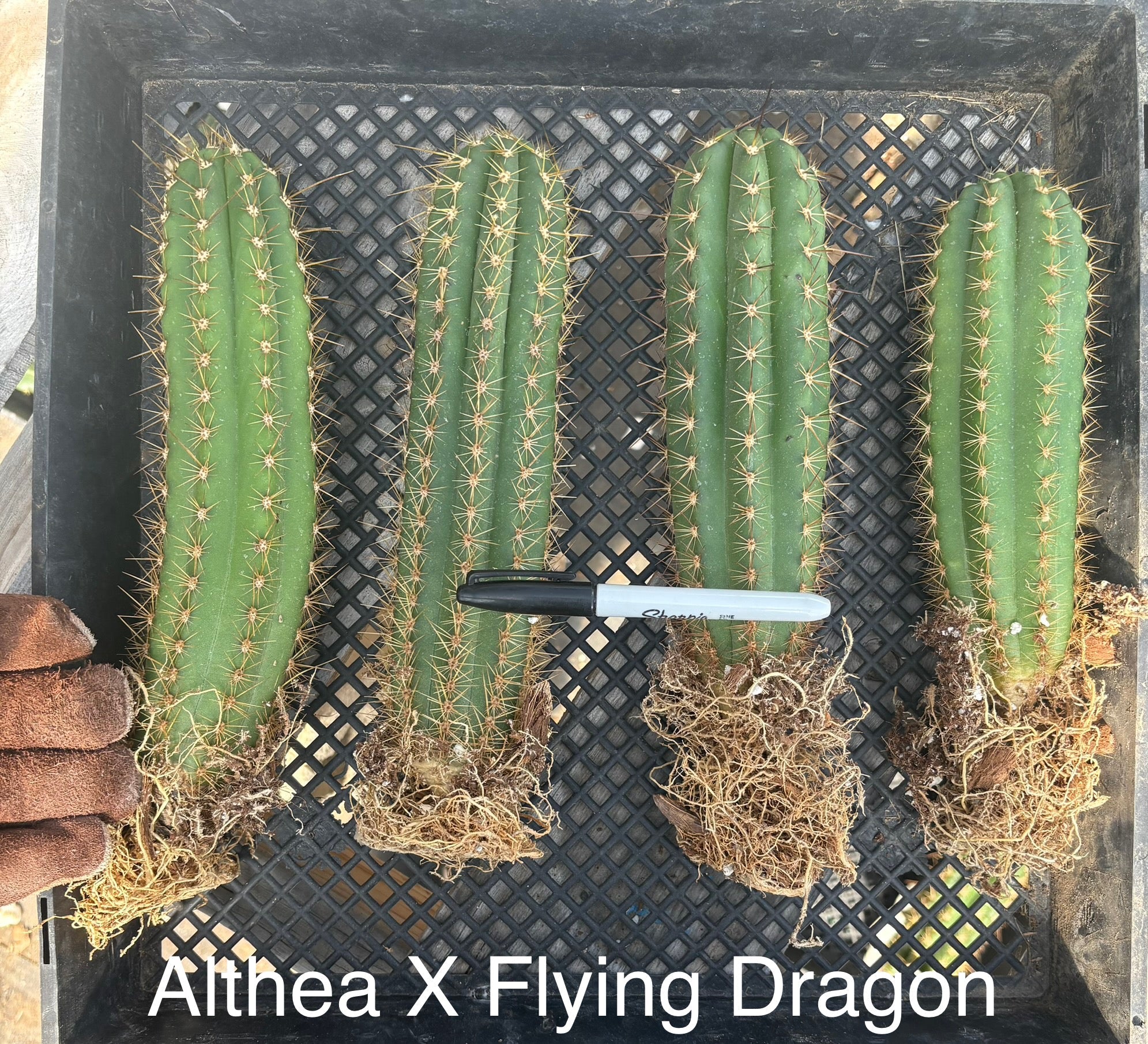 Affordable Trichocereus Hybrid Cactus Plants - Bare Root Specimens for Desert Landscaping & Home Decor | EC185