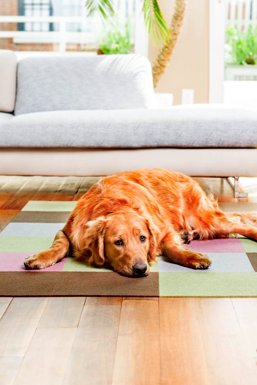 **25% OFF: Triluc Non-Slip Washable & Water Repellent Pet Mat (Pink, 4-Piece) – Perfect for Kitchen, Crate, and Dog Feeding Areas**