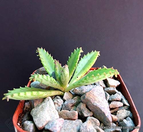 Kalanchoe Houghtonii Mother of Thousands Hybrid Chandelier Plant - 2