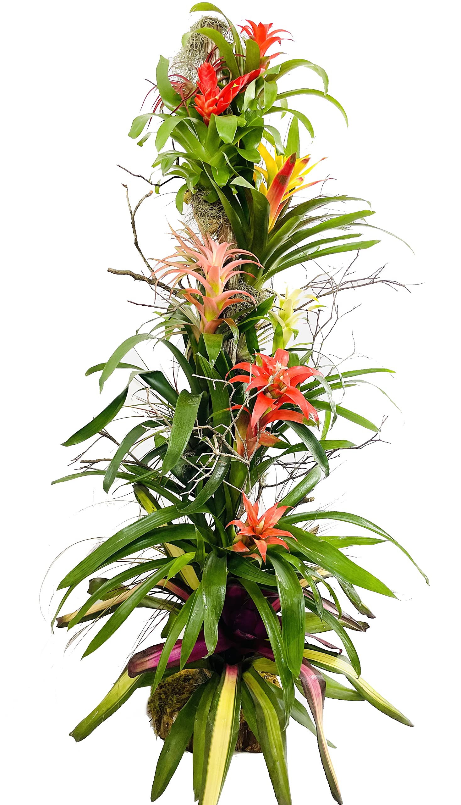 Bromeliad and Air Plant Tree - 60 Inches Tall Live Tropical Houseplants | Handcrafted Plant Arrangement for Home & Office Decor | Air-Purifying Indoor Plants | Florist-Quality Colorful Plants for Living Room, Bedroom, or Gift