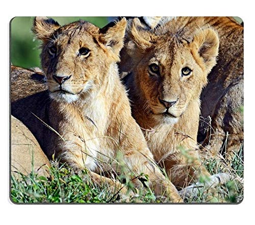 17P04938 Creative Gaming Mouse Pad - Lioness Walking with Five Cubs in Kenya's Masai Mara | Perfect for PC, Laptop, Office & Gaming Setup