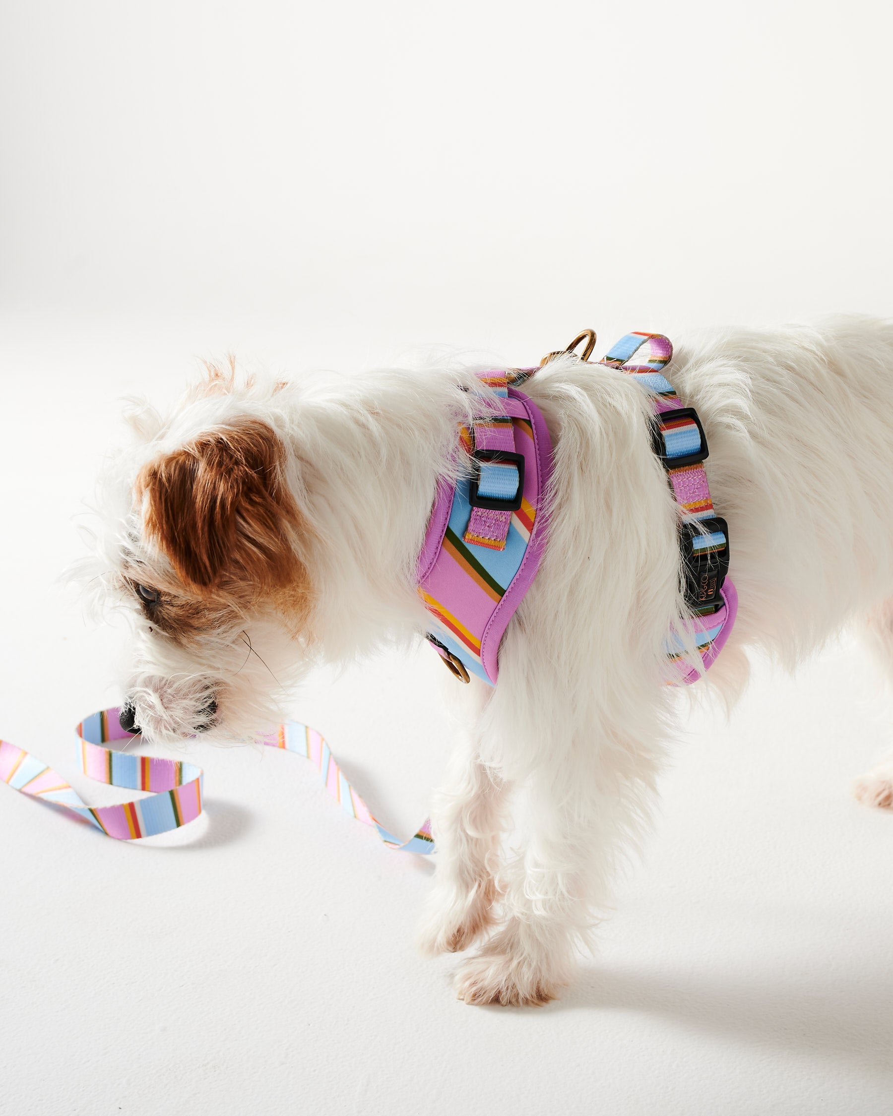Premium Fez Stripe Dog Leash - Durable & Adjustable Pet Walking Lead for Small to Medium Dogs - Perfect for Daily Walks, Training & Outdoor Adventures