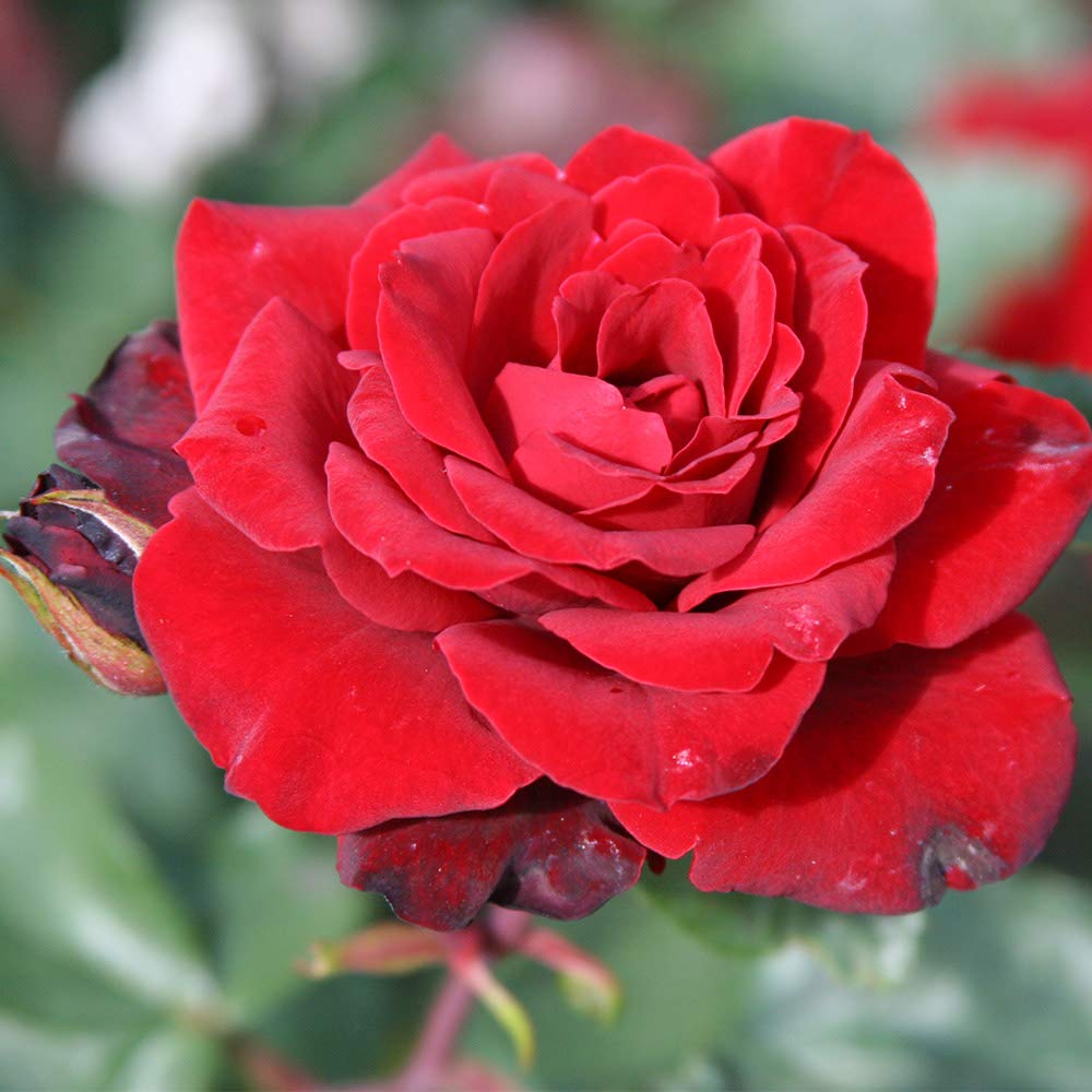 Black Ice Red Rose Bush - Heirloom Roses Live Plant for Outdoor Planting | Fragrant Blooming Shrub for Gardens, Landscaping & Patio Decor