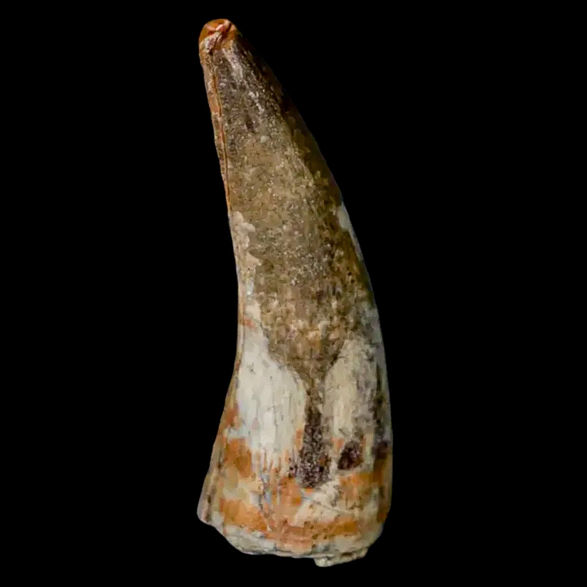 Authentic 2 Suchomimus Fossil Teeth - Cretaceous Spinosaurid Dinosaur Fossils from Niger with COA | Rare Dinosaur Collectibles for Paleontology Enthusiasts & Museum Displays