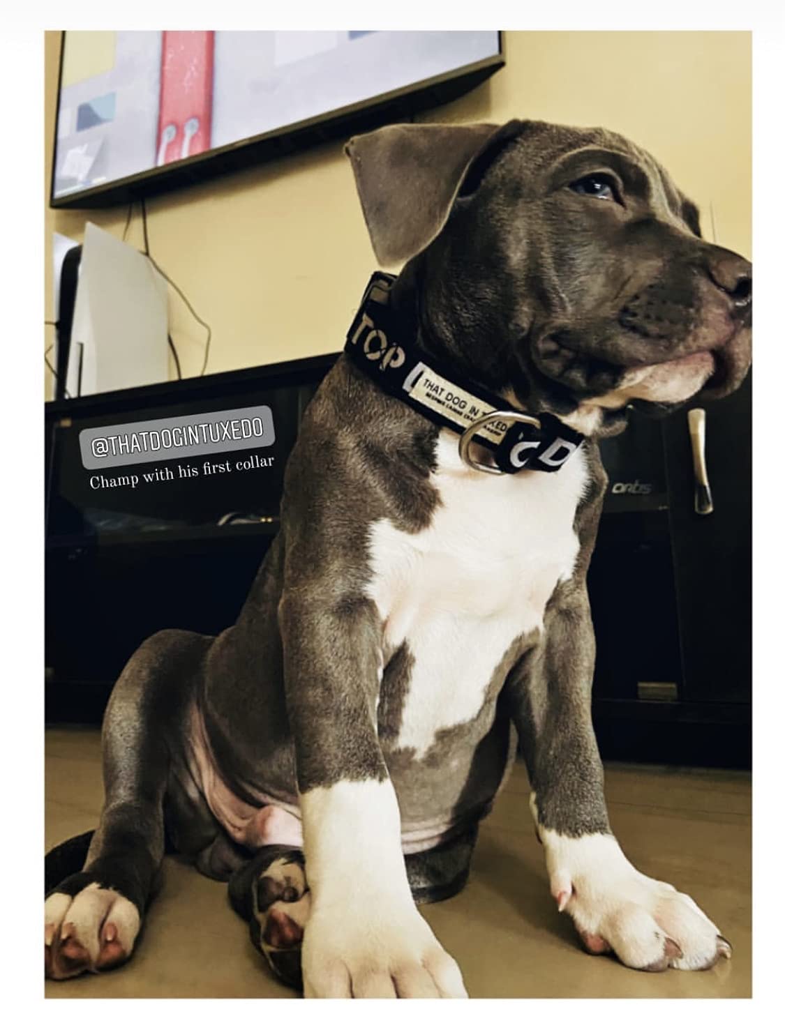 Premium Adjustable Strong Dog Collar - Tuxedo Style for Large Dogs (Black, XL) - Perfect for Weddings, Parties & Formal Events