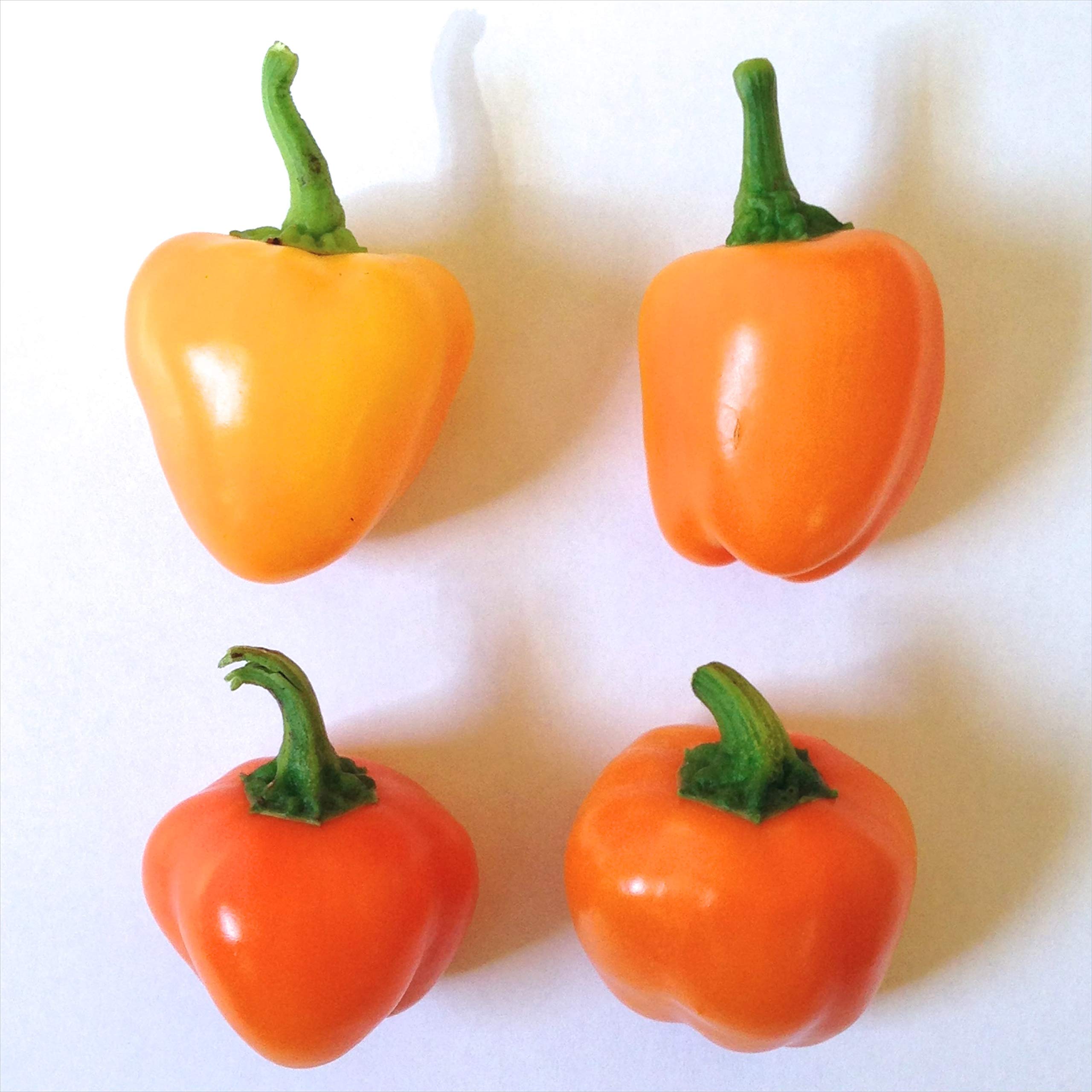 Organic Mini Red Bell Sweet Pepper Seeds for Planting - Non-GMO, Heirloom, High Yield - Perfect for Home Gardens, Containers & Indoor Growing