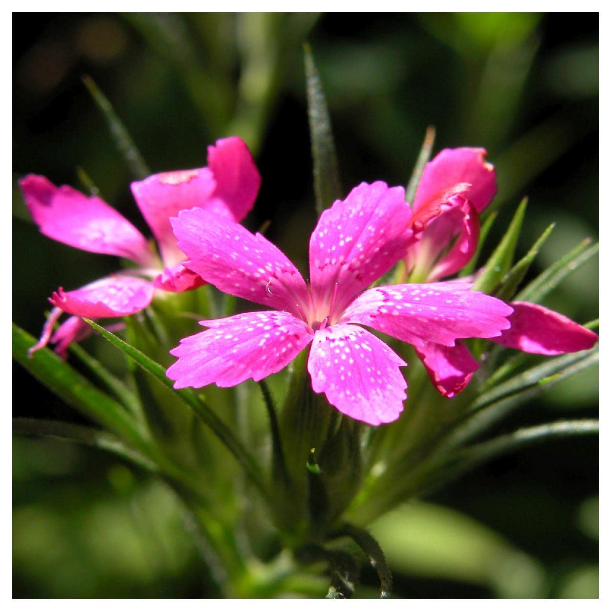 Everwilde Farms - 1 Oz Deptford Pink Wildflower Seeds - Gold Vault Packaging - Perfect for Home Gardens, Landscaping & Pollinator Habitats