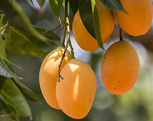Food to Live Dried Diced Mango, 15 Pounds - Sweetened, Unsulfured & Sulfite Free Chunks - No Added Color or Artificial Flavors - Kosher, Vegan, Bulk Tropical Fruit - Perfect for Snacking, Baking & Smoothies
