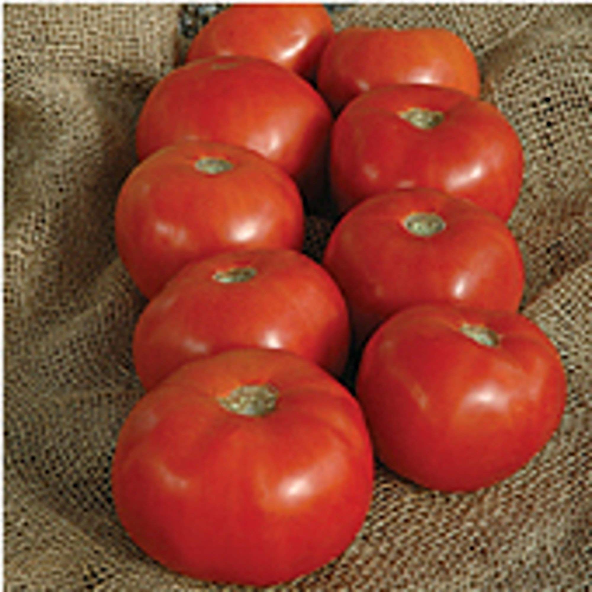 Heirloom Mountain Majesty Tomato Seeds - Non-GMO, Organic (25+ Seeds) for Home Gardening, Vegetable & Herb Planting | Perfect for Backyard Gardens, Containers & Fresh Salads