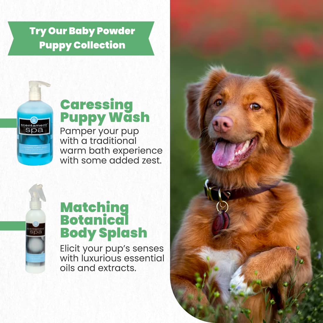 Best Shot Scentament Spa Caressing Puppy Wash - Baby Powder Scent, 16 oz | Gentle Dog Shampoo for Puppies & Sensitive Skin | Perfect for Bath Time & Grooming