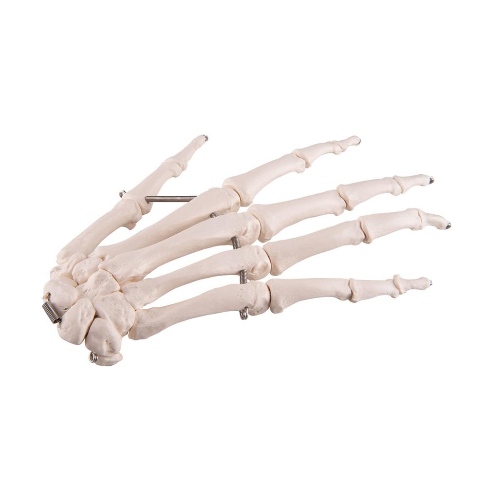 Hand Skeleton Wire Mounted - Anatomical Hand Model for Medical Education & Halloween Decor - Perfect for Classroom, Doctor Office, and Spooky Home Decor