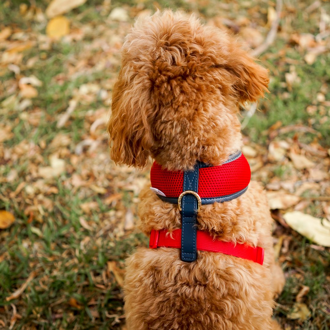 Premium Red Dog Harness with Navy Trim - Adjustable & Reflective for Safety - Perfect for Walking, Running & Outdoor Adventures