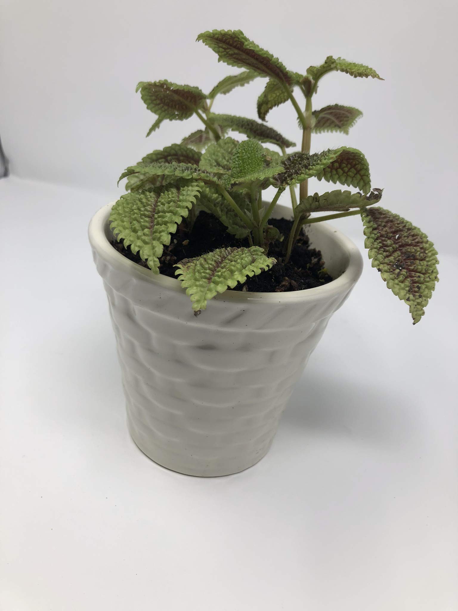 5 Inch Ceramic Planter - Modern Home Decor Flower Pot with Drainage Hole | Perfect for Indoor Plants, Succulents, and Office Desk Decor