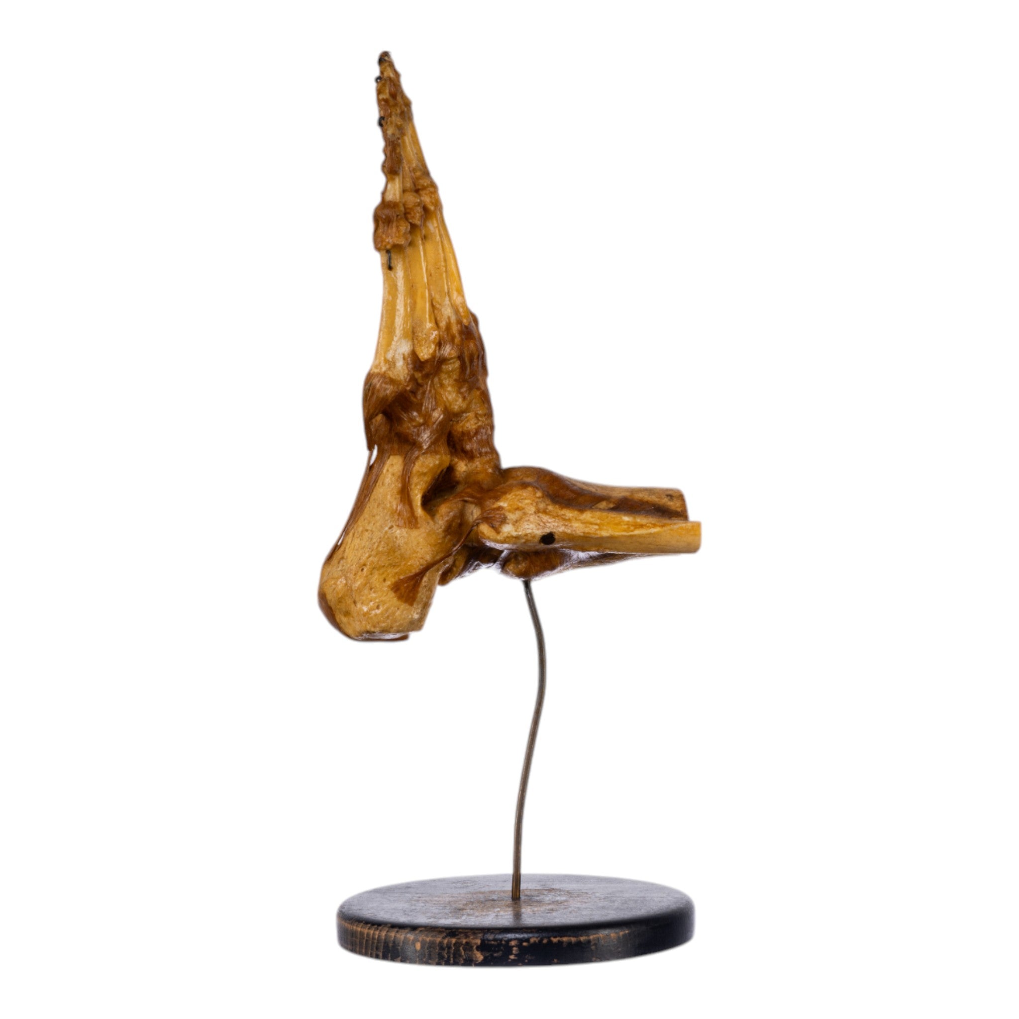 Real Human Foot and Ankle Joint Anatomy Model with Stand - Perfect for Medical Education, Classroom Demonstrations & Orthopedic Study