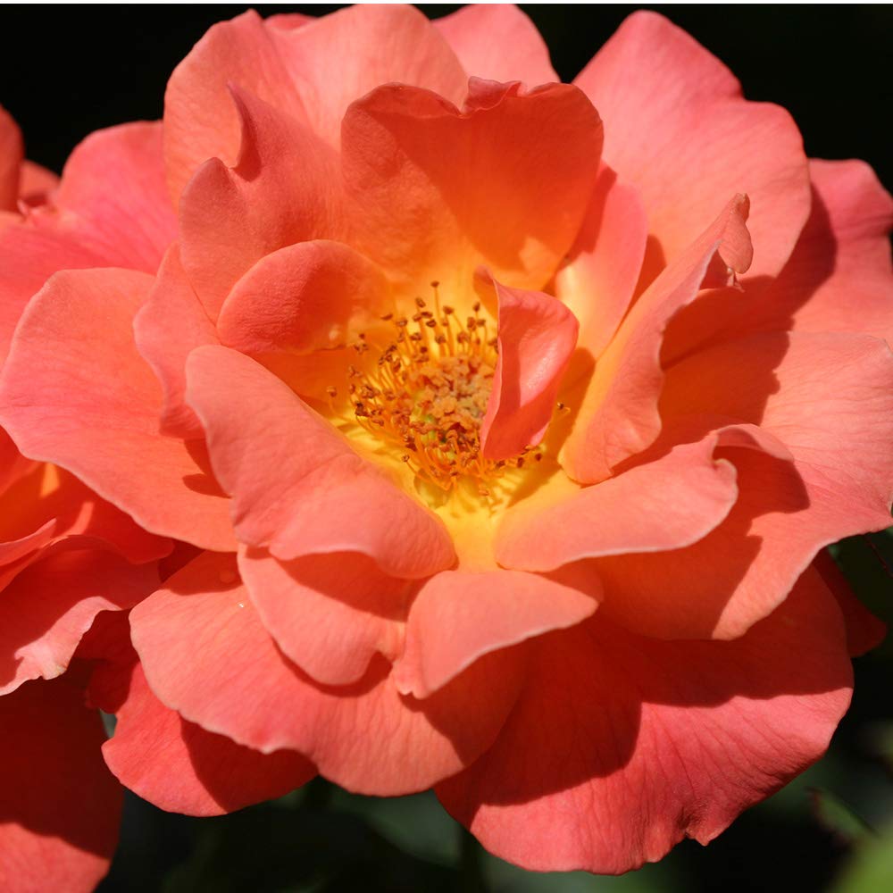 Livin' Easy Orange Rose Bush - Heirloom Roses English Legend Live Plant for Outdoor Garden Planting | Perfect for Landscaping, Patio Decor & Wedding Bouquets