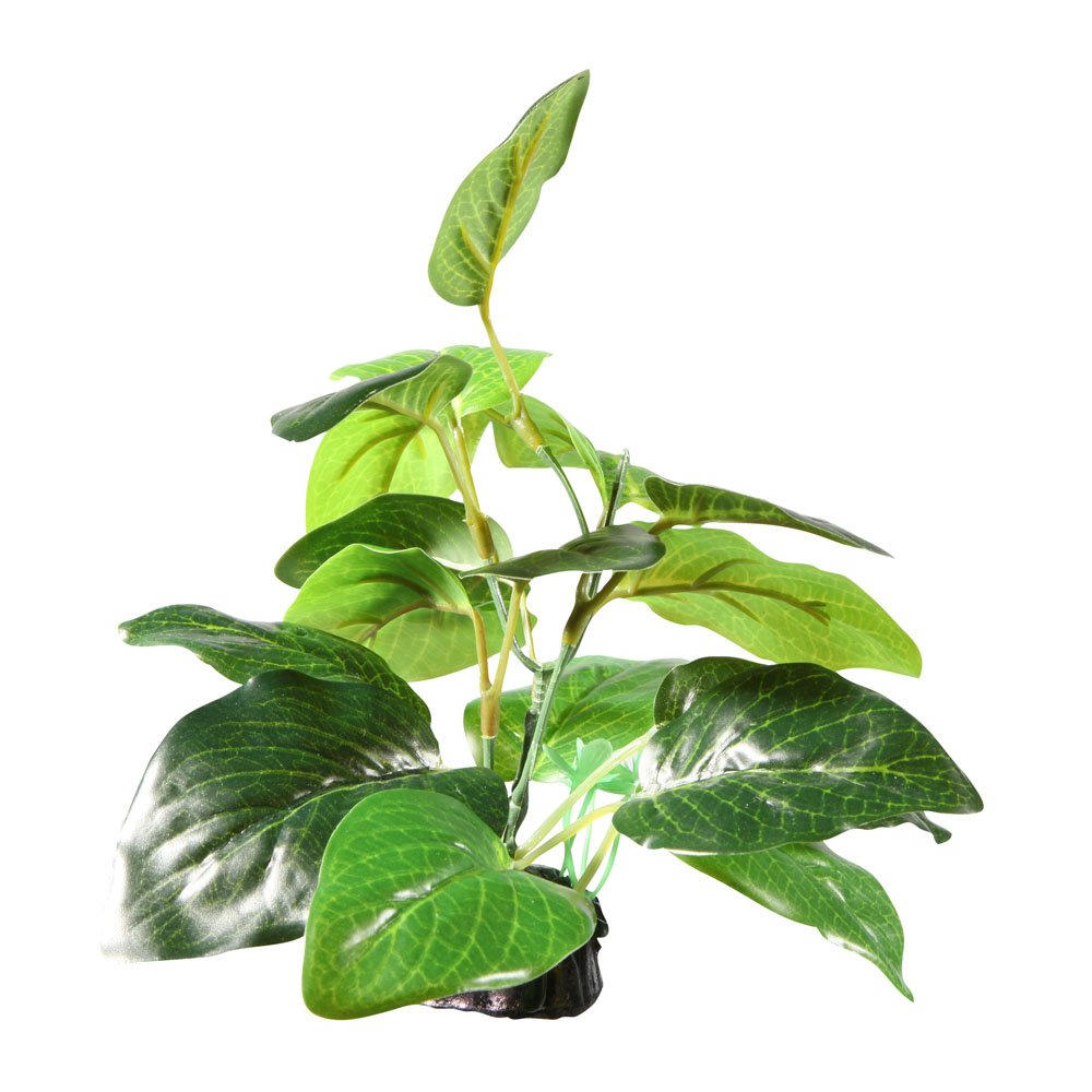 Fluval Samolus Sword Plant - Live Aquatic Plant for Freshwater Aquariums | Easy Care & Fast Growth | Perfect for Fish Tanks, Aquascaping & Planted Aquariums