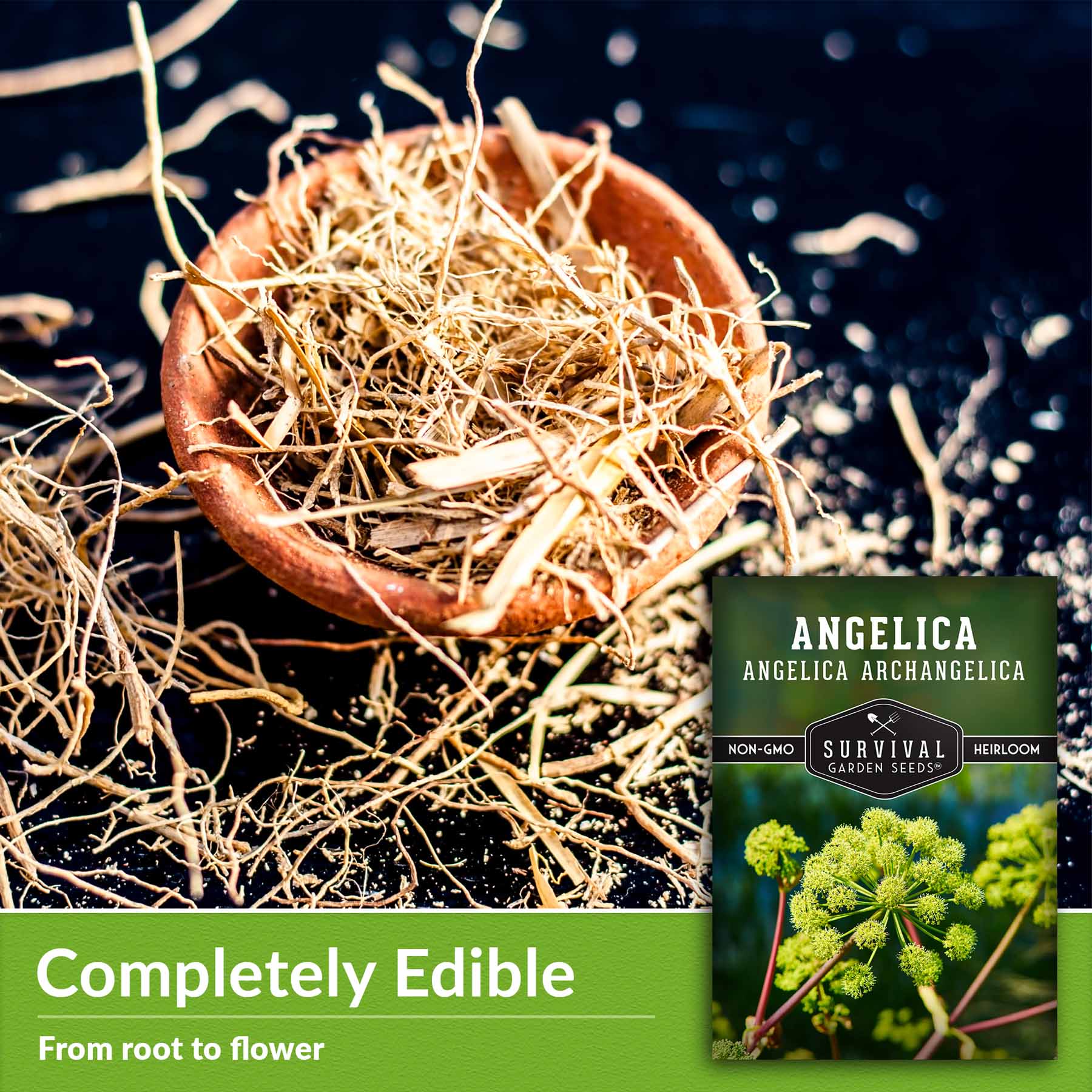 Organic Angelica Seeds - Fragrant Medicinal Herb for Tea, Cooking & Aromatherapy | Premium Quality Dried Angelica Archangelica Seeds for Home Garden Planting & Herbal Remedies
