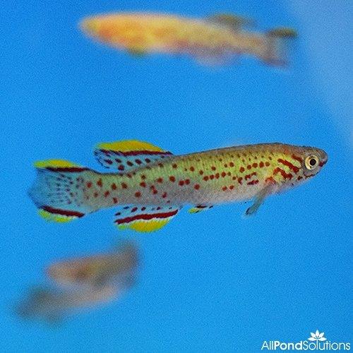 Buy Aphyosemion Gardneri P82 Killifish - Rare Live Aquarium Fish for Sale | Perfect for Freshwater Tanks & Breeding Projects