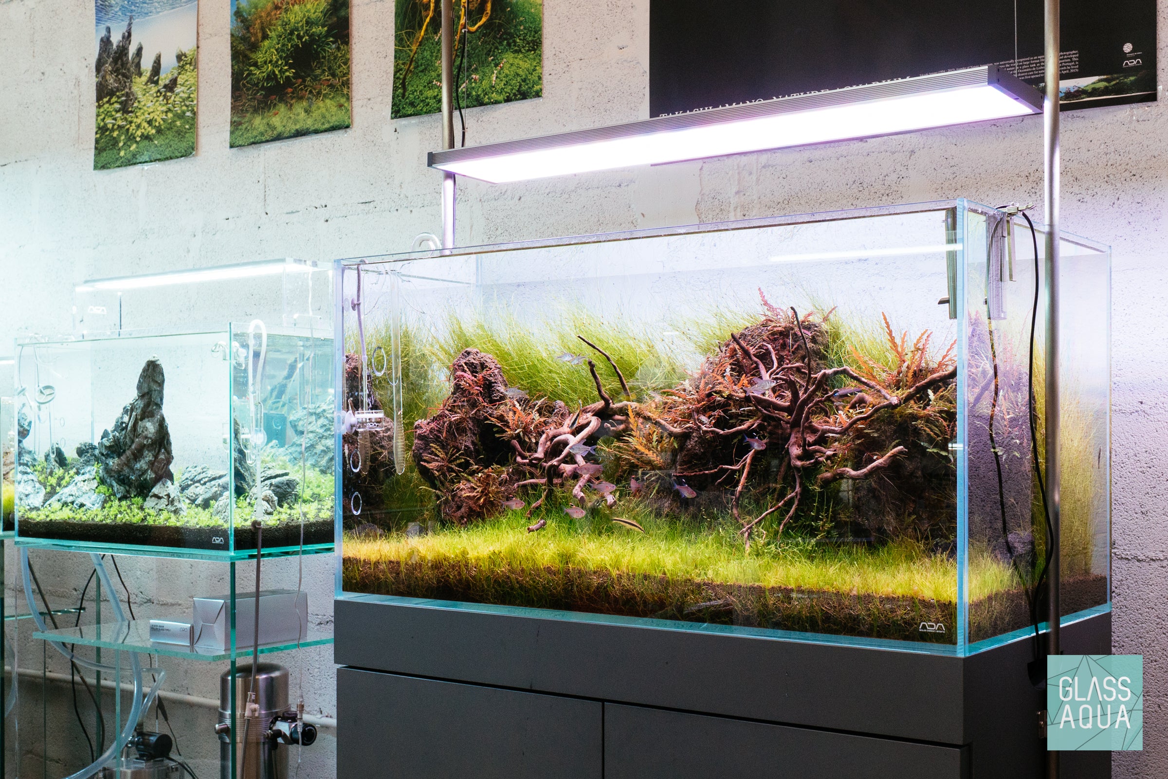 Eleocharis Vivipara Live Aquarium Plants - Freshwater Aquatic Grass for Fish Tanks, Ponds & Aquascaping | Perfect for Shrimp, Betta & Goldfish Habitats