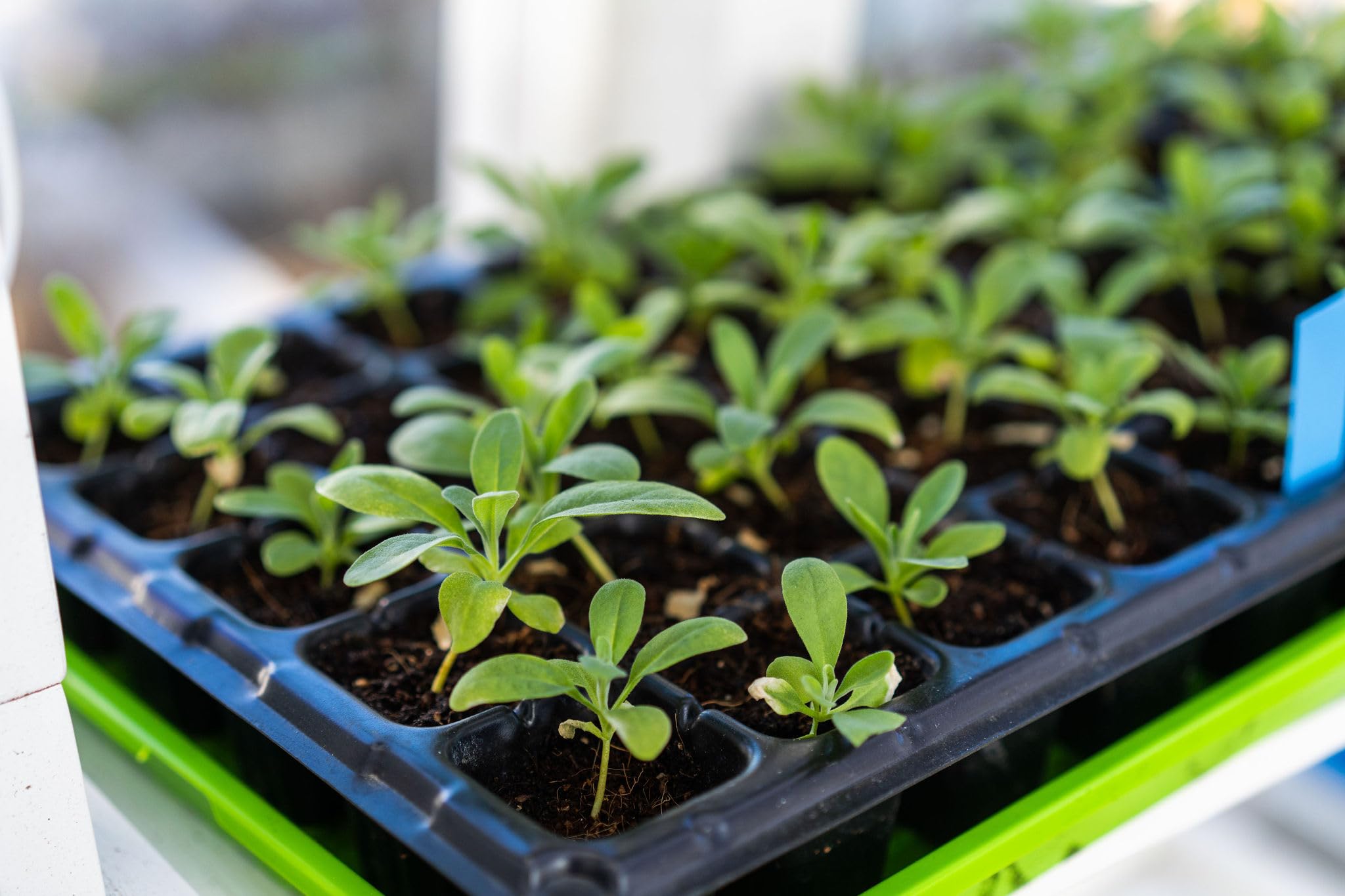 Bootstrap Farmer 1020 Trays - 10 Pack Green Extra Strength No Hole Seedling Trays for Microgreens, Wheatgrass, Hydroponic Germination & Fodder Systems | Indoor Gardening, Home Farming & Commercial Grow Operations