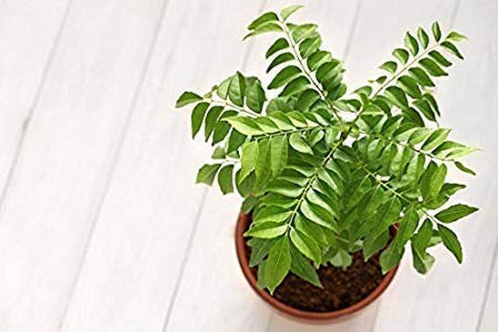 Organic Curry Leaves Plant (Kadi Patta) - Fresh Natural Herbs for Cooking, Ayurvedic Remedies & Home Gardening | Perfect for Indian Cuisine, Medicinal Tea & Organic Gardens