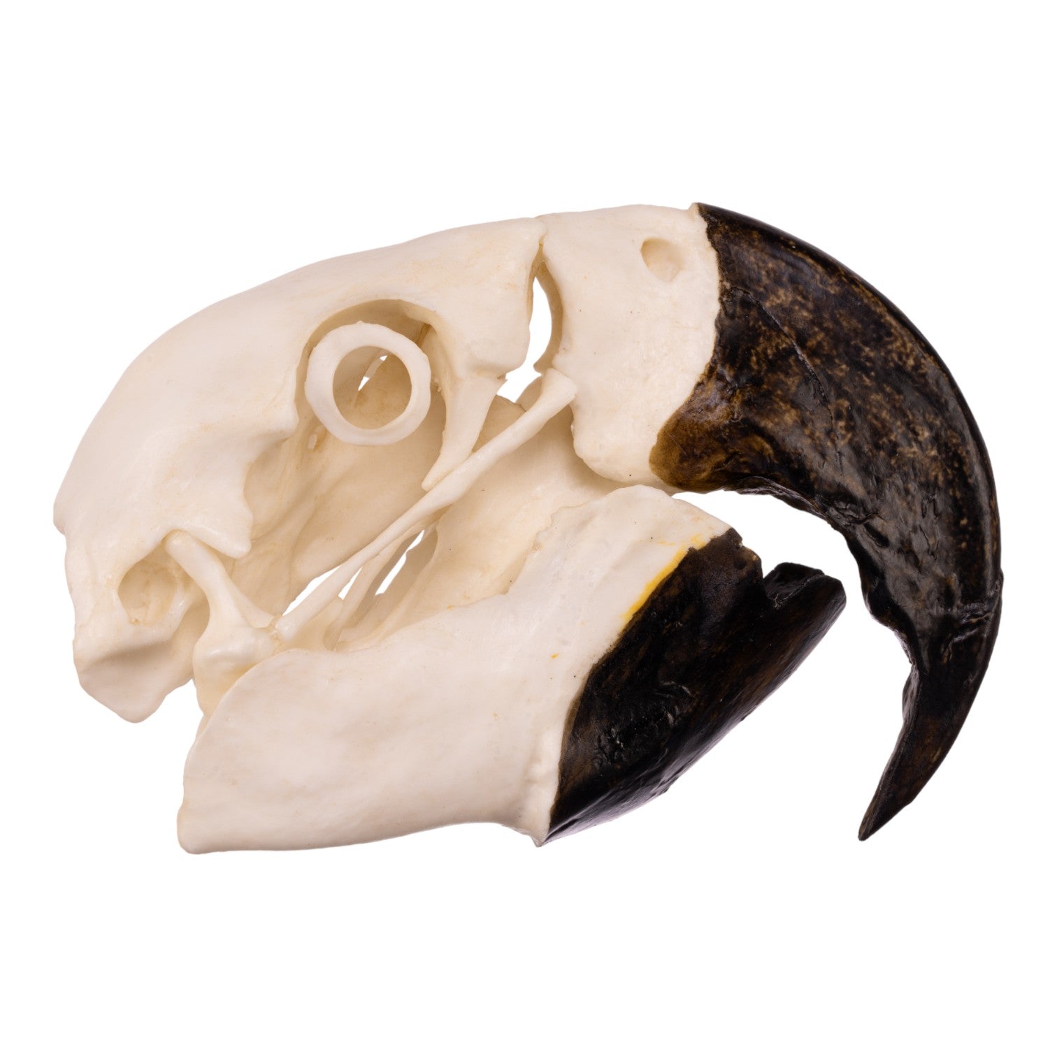 Authentic Replica Hyacinth Macaw Skull - Lifelike Bird Skull Model for Home Decor, Halloween Props & Educational Displays